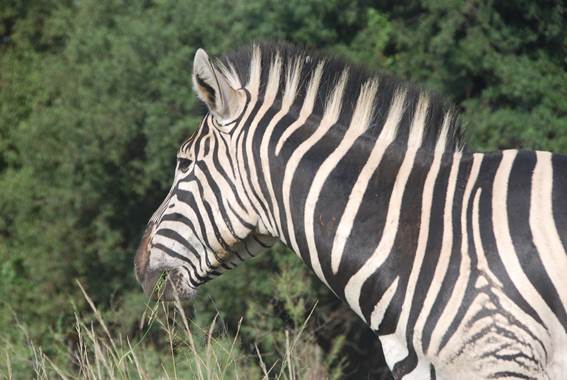 Afrikanische Wildtiere im Casela Nature Park, Mauritius