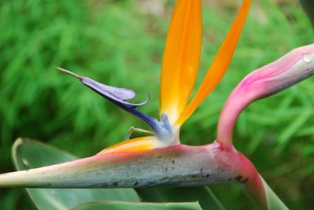 Botanischer Garten bei Pamplemousse, Mauritius